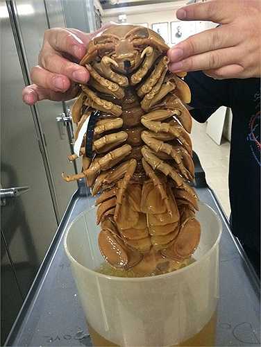 Động vật chân đều khổng lồ. (Giant Isopod) Loài động vật này sống ở dưới đáy đại dương và mang một hình dáng bề ngoài vô cùng dị dạng. Con trưởng thành có thể dài khoảng 3 - 4 gang tay. Sức ép dưới đáy đại dương khiến chúng sở hữu lớp vỏ vô cùng rắn chắc 
