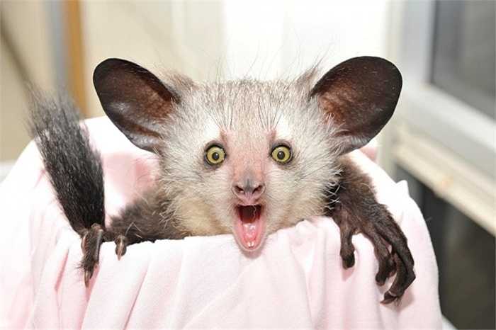 Khỉ Aye-Aye. Vẻ bề ngoài của loài khỉ này thậm chí còn được so sánh với loài quỷ dữ và là điềm báo của những điều xui xẻo. Khỉ Aye Aye có kích thước khá nhỏ bé, nặng khoảng 3kg, với chiều dài cơ thể chỉ vào khoảng 25 – 40cm.