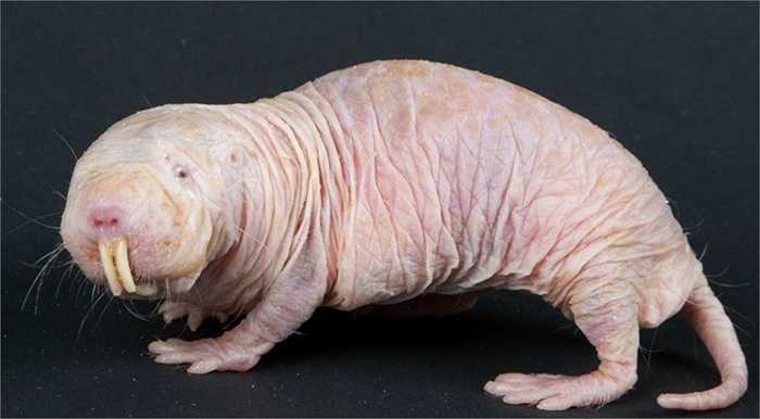 Chuột trũi trụi lông (Naked Mole Rat). Đây là ứng cử viên sáng giá cho vị trí loài động vật xấu xí nhất hành tinh với thân hình như da bọc xương, không có bộ lông bao phủ, màu hồng nhầy nhụa và đặc biệt là 2 chiếc răng nanh đặc biệt không thể xấu hơn