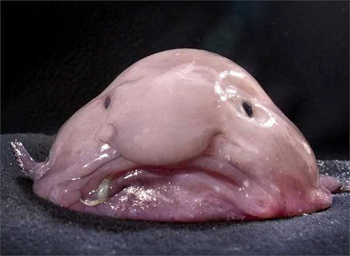 Blobfish. Thực tế thì cá Blobfish mới chính là loài động vật xấu xỉ nhất hành tinh. Loài cá này sở hữu một thân hình sền sệt và thường sống nhấp nhô ở vùng nước có độ sâu khoảng 600-1.200m