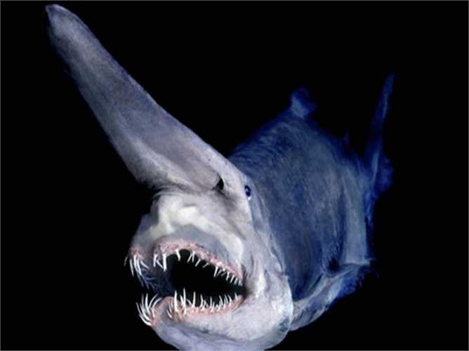 Goblin Shark. Loài cá mập này có bề ngoài dị dạng và hiện đang là một trong những giống cá mập quý hiếm hàng đầu trên thế giới. Chiếc mũi hình chiếc xẻng giúp chúng nhận diện thức ăn