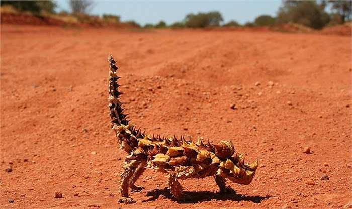 Thorny Devil. Cái tên của nó có nghĩa là quỷ nhưng kỳ thực nó là một con thằn lằn sống tại Úc. Thân hình gai góc có màu nâu nhạt giúp loài thằn lằn này dễ dàng ngụy trang dưới ánh nắng gay gắt của sa mạc.