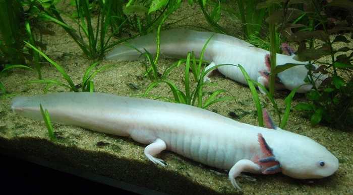 Cá chạy bộ Mexico. Thực tế loài vật này không phải một con cá mà thuộc loài lưỡng cư. Chúng có chân và có thể bơi trong nước. Tên khác của cá chạy bộ là axolotl và nó thường sống chủ yếu ở Mexico