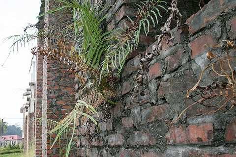 Bỏ hoang lâu ngày nên tường nhà rêu phong ẩm mốc, cỏ dại mọc trên tường.