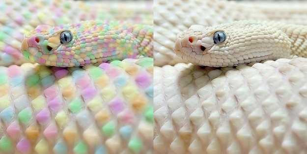 11 bức ảnh 'lừa tình' làm cư dân mạng tin 'sái cổ'