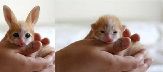 11 bức ảnh 'lừa tình' làm cư dân mạng tin 'sái cổ'