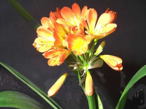 cây cảnh đặt trong phòng khách