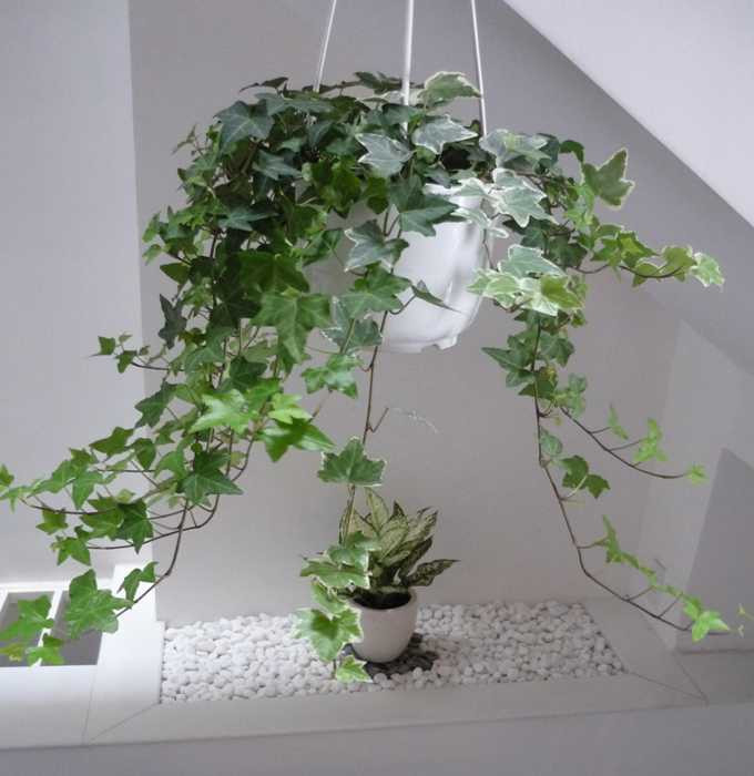 Những loại cây nên đặt trong phòng khách