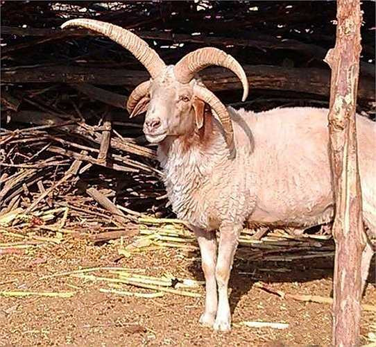 Con cừu bốn sừng cực hiếm này được các phóng viên phát hiện trong một gia đình nông dân ở Trương Dịch, Cam Túc, phía tây bắc Trung Quốc. 