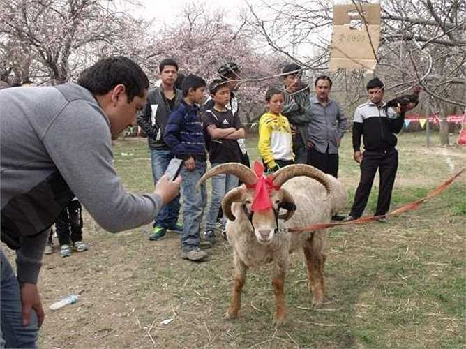 Vẻ ngoài của nó cực kỳ bắt bắt bởi trên đầu mọc ra 4 cái sừng, một dạng đột biến cực hiếm, tỷ lệ ít hơn khoảng 1/1.000.000. 
