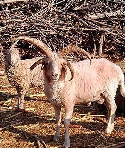 Theo thông tin đăng tải, con cừu đặc biệt quý hiếm này được một người giàu có ở Trịnh Châu, Hà Nam, Trung Quốc chi rất nhiều tiền mua lại để làm sủng vật nên nhiều người có cơ hội đến chụp ảnh lưu niệm. 