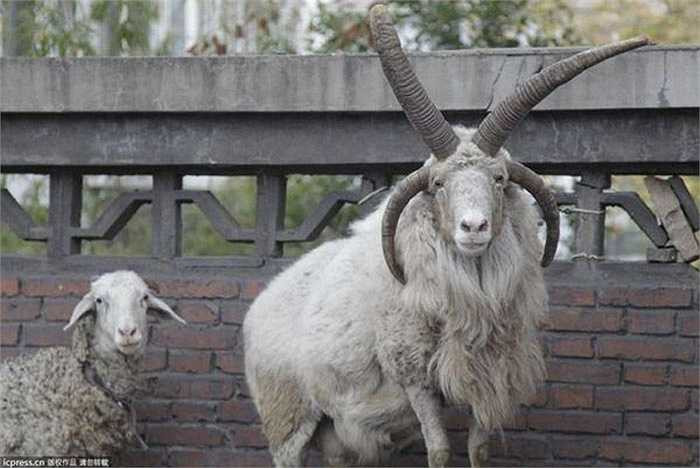 Trước đây ở Tân Cương, Trung Quốc, cừu 4 sừng cũng từng xuất hiện và gây xôn xao dư luận. 