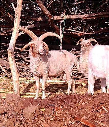 Lần này sự xuất hiện của con cừu bốn sừng đột biến được biết đến như một hiện tượng lạ, nhận được nhiều sự chú ý hơn. Hình ảnh về chú cừu này cũng được lan truyền rộng rãi hơn.