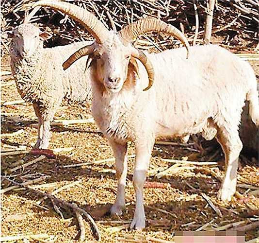 Cừu bốn sừng nổi bật khi đi đứng với những con cừu khác.