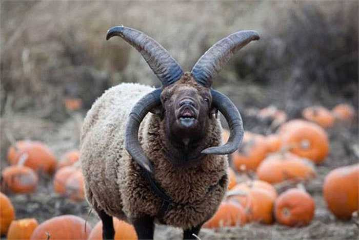 Trên thế giới, còn có một con cừu 4 sừng khác được phát hiện ở Warwick, Anh, nhưng con cừu này lại được mệnh danh là con cừu ác quỷ do vô cùng cục tính và sẵn sàng tấn công bất kỳ ai bước vào chuồng của mình.