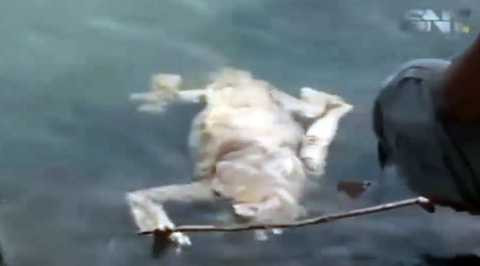 Hình ảnh sinh vật bí ẩn tìm thấy ở Paraguay