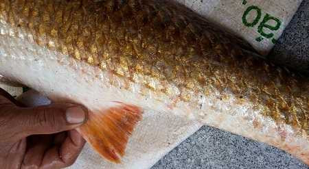 Con cá ông Vinh câu được toàn thân vàng óng ánh nghi là cá Sủ Vàng