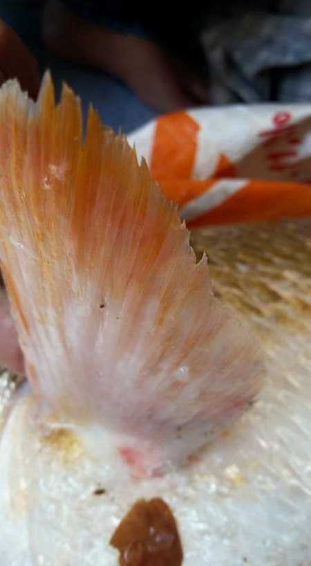 Phần vây của con cá