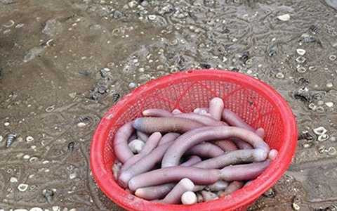 bắt Sá sùng thường vào lúc sáng sớm