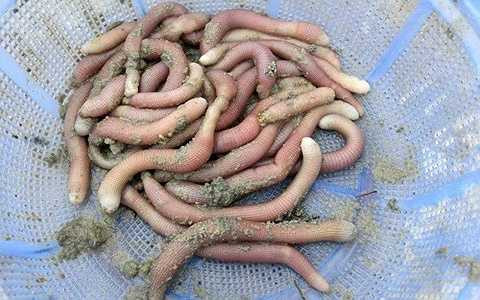 dân vùng biển coi như vàng ròng.