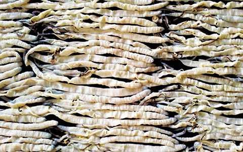 Giá 1 kg Sá sùng ngang ngửa với giá một chỉ vàng