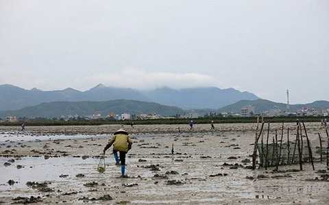  chỉ cần xúc vào sâu lớp cát sẽ thấy chúng bên dưới