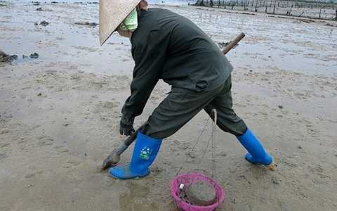 Sá sùng nhiều ở vùng biển Vân Đồn, Móng Cái (Quảng Ninh)