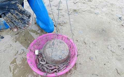 Sá sùng ở Hải Phòng còn gọi là bông thùa, trong nam gọi là sâm đấ