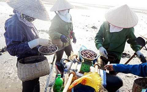  thu mua ngay trên bãi với giá 280.000 - 300.000 đồng/kg.