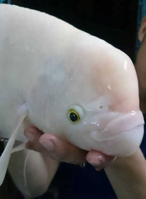 Quái ngư Hồ Tây có mõm dày như cá heo.