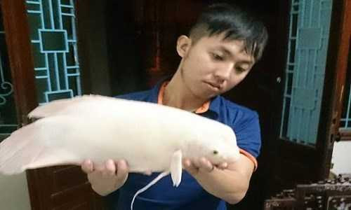 Anh Huế và con quái ngư hồ tây anh mua lại