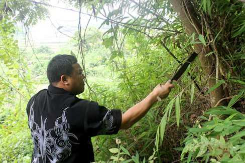 Một số cây thuốc ông lang Út phải tự đi lấy trong rừng