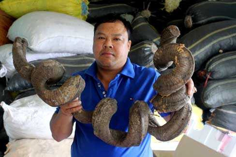 Một vị thuốc kỳ quái trong bài thuốc trị gút của ông lang Út