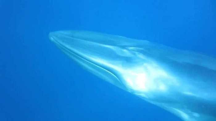 Hội Bảo tồn Động vật hoang dã vừa công bố những thước phim về cá voi hàng hiếm nhất thế giới Omura