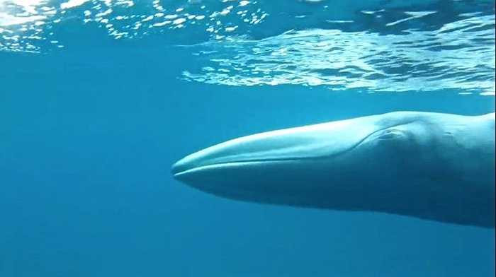 Loài cá voi Omura thuộc nhóm cá voi lưng gù. Chúng tránh con người nên rất khó để nhìn thấy. Các hình ảnh trong bộ phim được quan sát ở ngoài khơi Madagascar