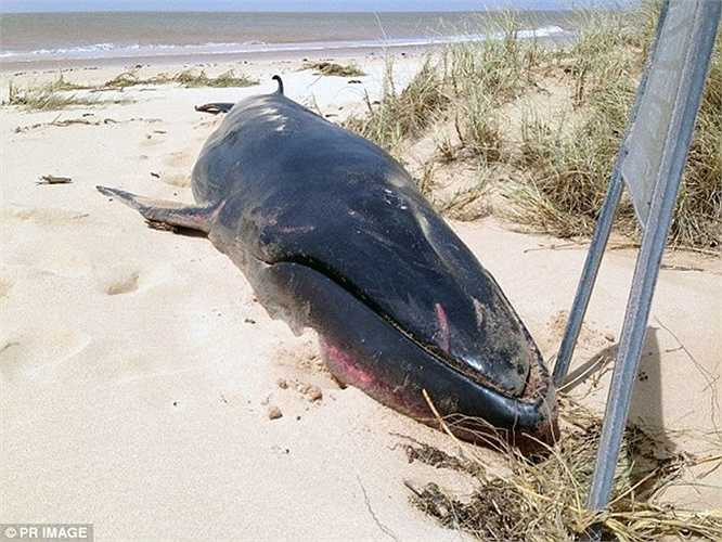 Loài cá voi này có chiều dài khá nhỏ so với các loài cá voi khác. Chiều dài cơ thể chỉ khoảng 10-11,5m. Chúng không phun nước nhiều như các loài cá voi trên biển