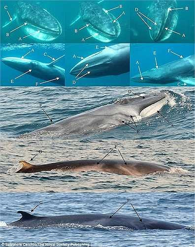 Chúng thích sống ở vùng nước nông ven bờ. Các thước phim cũng tiết lộ cách săn mồi, giao tiếp và cả việc giao phối của cá voi Omura.