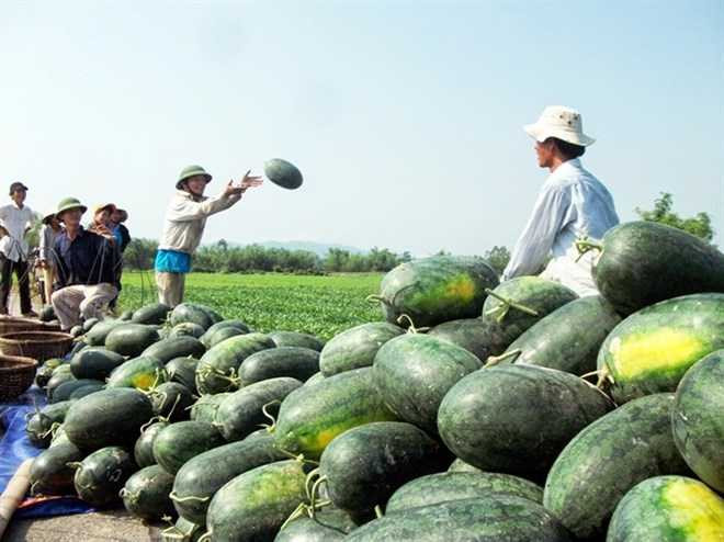 Nông sản Việt Nam gặp khó trong nhiều năm nay