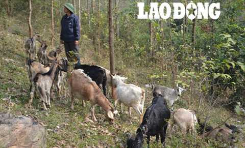 Ông Niệm với đàn dê trên núi. Ông Niệm với đàn dê trên núi.