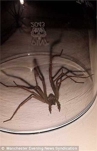 Những con nhện lông lá này được phát hiện ngày một nhiều và đang khiến nhiều thị trấn lân cận cảm thấy sợ hãi, hoang mang. 