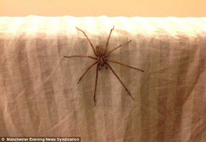 Chuyên gia Claire Rind từ viện nghiên cứu của Đại học Newcastle đã lên tiếng cảnh báo về loài nhện khổng lồ này thậm chí còn có khả năng phát triển hơn nữa về kích cỡ trong tương lai. 