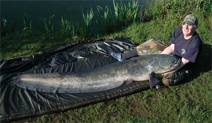 Một ngư dân tên là Rodney Hills hồi năm 2013 đã đánh bắt thành công con cá da trơn lớn nhất ở Anh. Trọng lượng của nó lên tới hơn 51kg