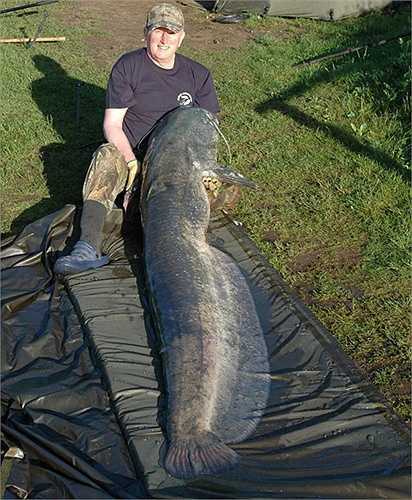 Theo ông Hill, con 'quái vật' khổng lồ này thuộc giống cá wels catfish và con lớn nhất ông từng bắt được trước nó chỉ nặng bằng một nửa 