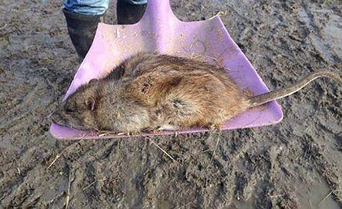 Năm 2014 và 2015, tờ The Mirror loan báo những con chuột có kích thước lên đến hơn nửa mét đang tràn ngập đường phố Birmingham nước Anh.