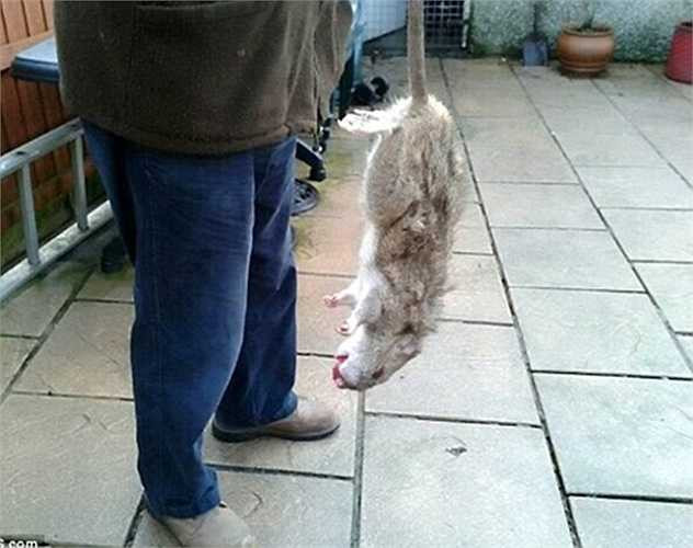 Những con chuột mà tờ The Mirror gọi là 'quái vật' được cho là đang trên đường di chuyển sang Ireland. Colin, một nhân viên của cơ quan kiểm soát dịch bệnh tại Anh nói rằng những con chuột khổng lồ sẽ sớm xâm nhập nhà dân bởi đó là nơi có nhiều thức ăn.