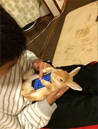 Một tài khoản Twitter ở Nhật Bản đã đăng tải hình ảnh c hú thỏ ôm lấy chiếc điện thoại của chủ nhân như một vỏ bảo vệ (case điện thoại). Bức ảnh nhanh chóng khiến cộng đồng mạng tại xứ sở mặt trời sôi sục. Nhiều người đã cố gắng chụp các bức ảnh tương tự. 