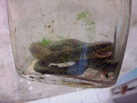 Con rắn độc bị Lorenzo cắn Con rắn độc bị Lorenzo cắn