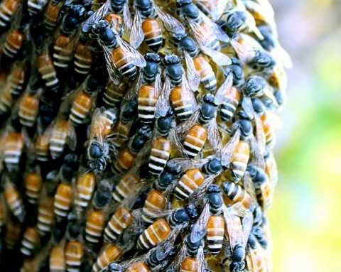 Ong ruồi Ong ruồi