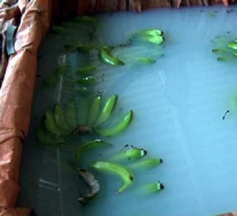 Bộ trưởng Cao Đức Phát: Ngâm chuối vào thuốc trừ cỏ bán cho người khác ăn là hành vi tàn độc