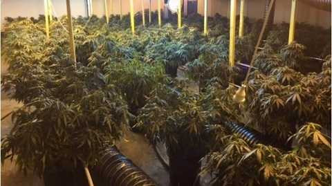 Những cây cần sa được trồng bằng phương pháp thủy canh Những cây cần sa được trồng bằng phương pháp thủy canh